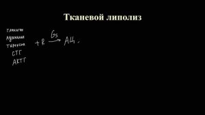 Обмен липидов (часть 1)