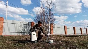 Весенняя обработка от зимующих вредителей на участке ( яблони,смородина)
