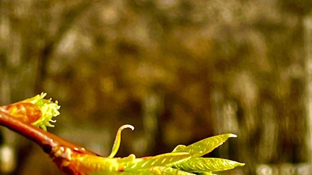 Магия весенней природы 🌱🌿🌼🌲