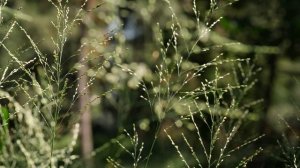 Чудеса природы планета земля.