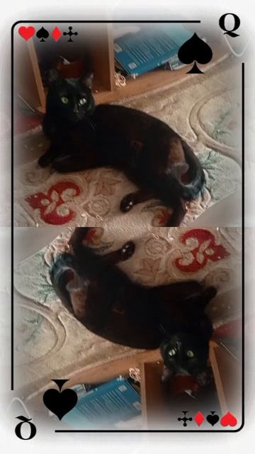 котик