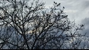 Деревенские будни//Организовала систему полива//Козлёнок объелся травы, лечимся.