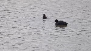 Красноголовый нырок кормит лысуху. Нижний Царицынский пруд, 28 марта 2026