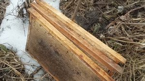 4 апреля 2026 года. Сильный взяток с вербы. Расширил пчёл на 10 рамок.