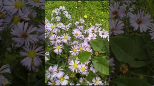 InShot_20260404_105338926.mp4