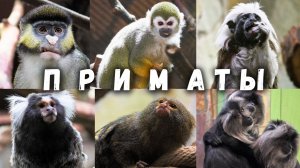 Игрунки, вандеру, саймири, мартышка Шмидта, эдиповы тамарины: приматы Ленинградского зоопарка