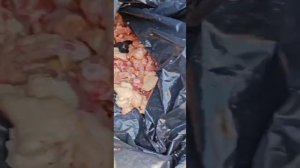 Выписали из клиники черную собаку и кошку с ампутированным хвостиком