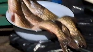 рыбка жареная на ужин 03.04.26