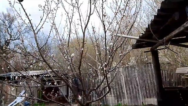 Зацвёл абрикос 🌸прополола клубнику 🍓 обрезала усы