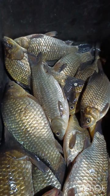 Первый весенний улов карася.