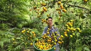 Сбор урожая дикорастущих мандаринов для продажи на рынке. Уборка сада и ремонт забора. Вьетнам