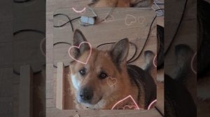 1000055035.mp4 (Собака наблюдает за устройством лестницы на 2-ой этаж в доме А-фрейм)