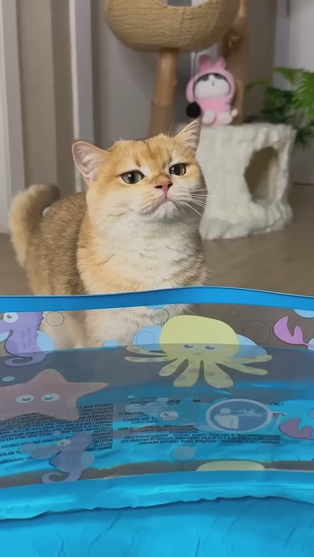 Мося хотела поплавать в бассейне, как и я… #кошка #кошки(1)