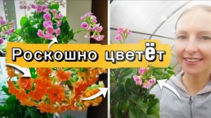 КАЛАНХОЭ БЛОССФЕЛЬДА: СЕКРЕТЫ УХОДА, ПЫШНОЕ ЦВЕТЕНИЕ, ОБРЕЗКА, ПОЛИВ