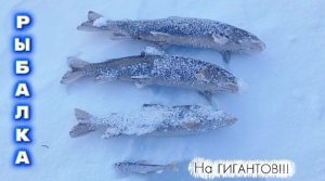 Русская Рыбалка! Среди Северных Рек! ТЫНДА!!! Бешеный Клёв Трофейного Ленка!!! #рыбалка