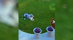 Посмотри, что Бывает! Записи с Камер Видеонаблюдения