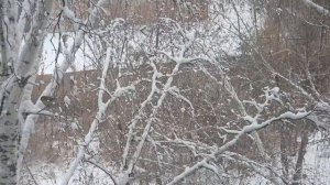 НСО, город Карасук, зима 2026. #Карасук