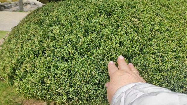 Сад Бонсай уголок необычных японских деревьев.