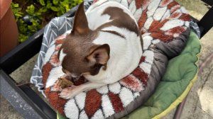 Все с большим удовольствием полакомились.