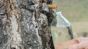 Сезон сбора березового сока стартовал в России