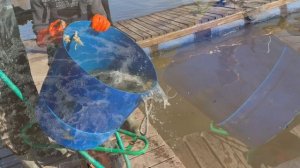 Запуск форели !!!