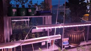 3.04.26 Рассада. Хроника.