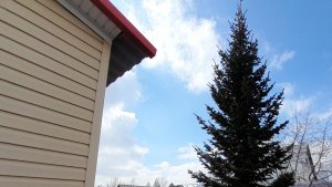 Кедр на нашем участке