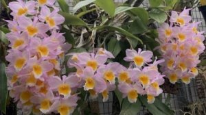 Дендробиум Farmeri полное видео от начала бутонизации до полного роспуска цветоноса