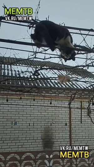 Кот и сало