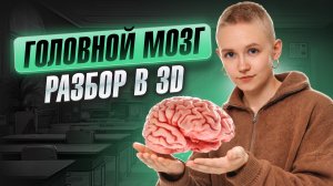 ГОЛОВНОЙ МОЗГ | Подробный 3D разбор для ОГЭ по биологии | Елена Зеленская | Умскул