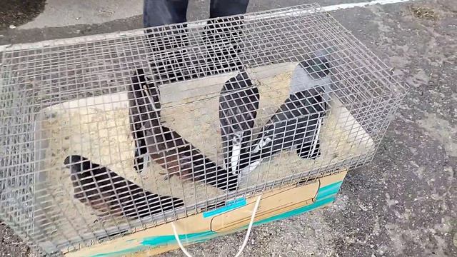 ярмарка голубей г Узловая. 04.04.26.