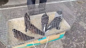 ярмарка голубей г Узловая. 04.04.26.