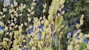 Вербное воскресение