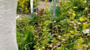 Красиво цветёт сакура