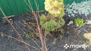 Как перезимовали розы,рябчики.В огороде