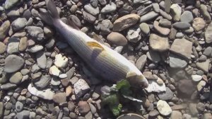 Самая Крутая Рыбалка в Тайге 2025. Лучшие Сборные Моменты Смотреть Онлайн. Тайга Онлайн на RUTUBE