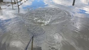 Поимка Форели