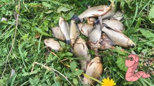 Рыбалка. Карась на донку.