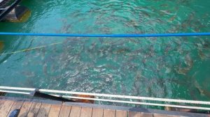 ТОМИЛИН-ПХУКЕТ