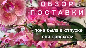 ПРОДАЮ ОРХИДЕИ❣️ Скидки| Пелоры| Сортовые