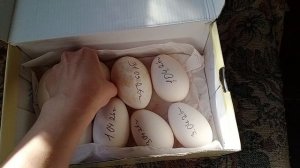 как хранить гусиные яйца перед инкубацией