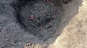 посадка винограда на постоянное место жительства