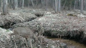 Козлик видео фото ловушки.