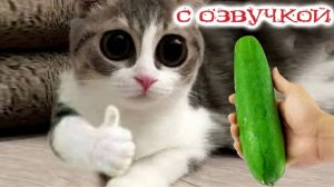 ПРИКОЛЫ С КОТАМИ! - С ОЗВУЧКОЙ! Самые смешные животные! СМЕШНЫЕ КОТЫ!