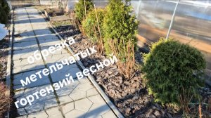 Начало апреля в Подмосковье. Обрезка метельчатых гортензий в грунте.