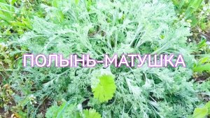 ПОЛЫНЬ-ЛЕКАРСТВО ПОД НОГАМИ
