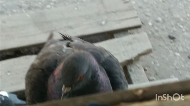 ПЕРНАТЫЙ ЭТИКЕТ:КАК ГОЛУБЬ ЗДОРОВАЕТСЯ С АУДИТОРИЕЙ🕊🕊🕊🕊🕊🕊🕊🕊🕊🕊🕊🕊🕊🕊🕊🕊🕊