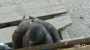 ПЕРНАТЫЙ ЭТИКЕТ:КАК ГОЛУБЬ ЗДОРОВАЕТСЯ С АУДИТОРИЕЙ🕊🕊🕊🕊🕊🕊🕊🕊🕊🕊🕊🕊🕊🕊🕊🕊🕊