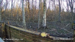 LIVE: На лесной опушке. Природа онлайн