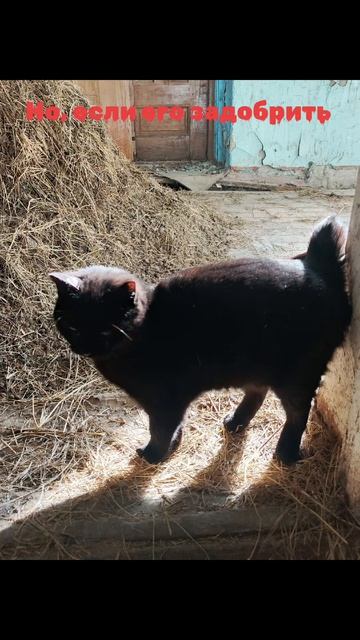 Кот Баюн. Хозяин Усадьбы. 
#Усадьба 
#Сеща 
#Зверюшки